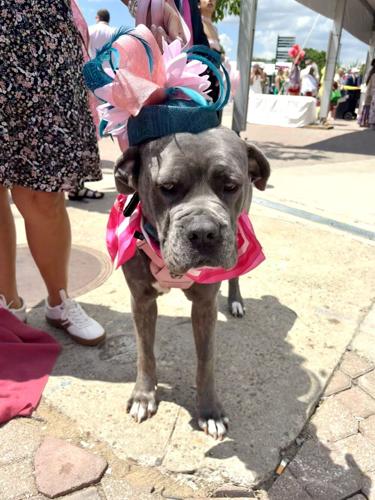 Kentucky Oaks 2026