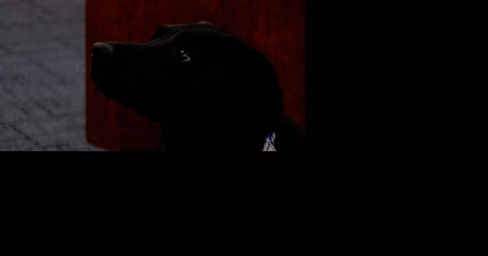 New therapy dog helps victims in federal cases across central Illinois