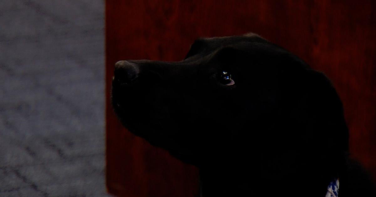 New therapy dog helps victims in federal cases across central Illinois