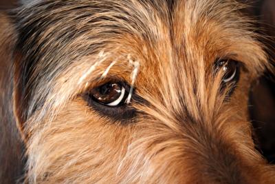 Dog Eyes Closeup