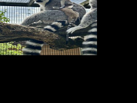 Scovill Zoo lemur babies