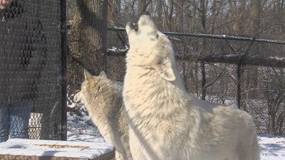 Kids help zoo keepers feed wolves in enrichment program