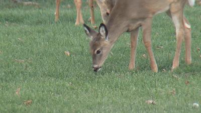 Car Accidents with Deer Increase in Fall
