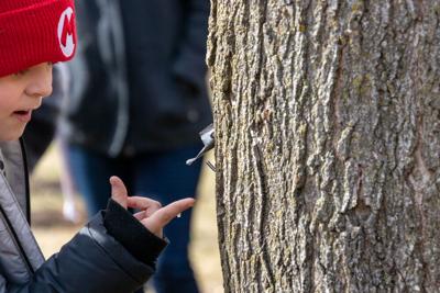 Maple syrup, tree tapping