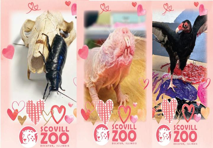 Scovill Zoo Valentine's Day animals