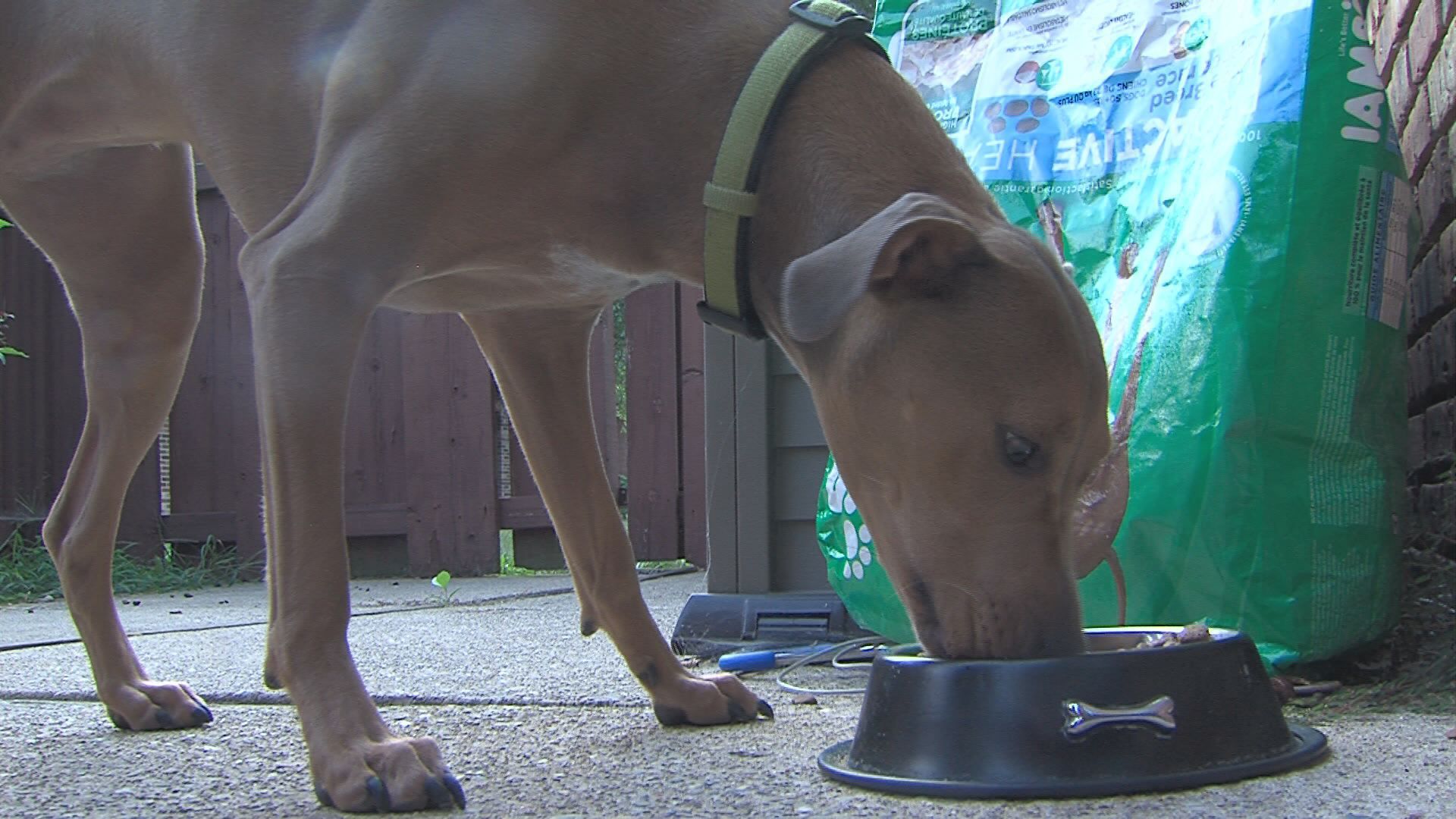 Eukanuba pitbull shop dog food