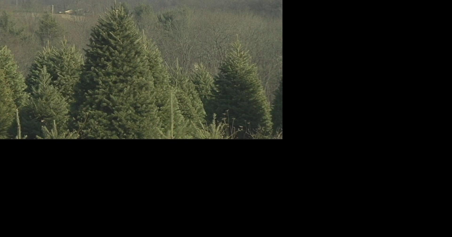 More than of Christmas tree home fires happen in January Top Stories