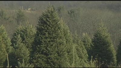 Christmas Tree Disposal