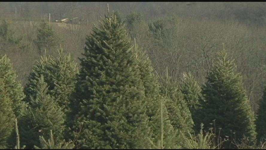 Christmas Tree Disposal