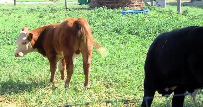 Focus on the Farm: Tuscola farm is teaching the next generation of farmers