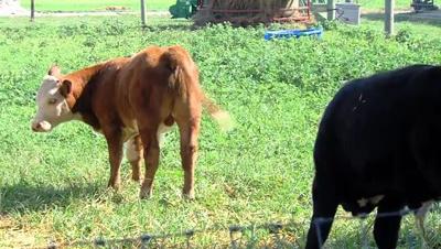 junior farmer program