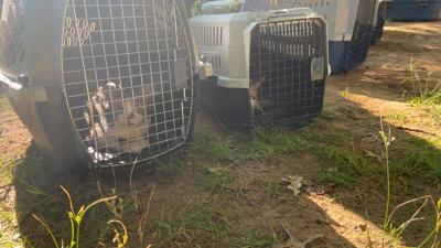 Arkansas animal hoarding