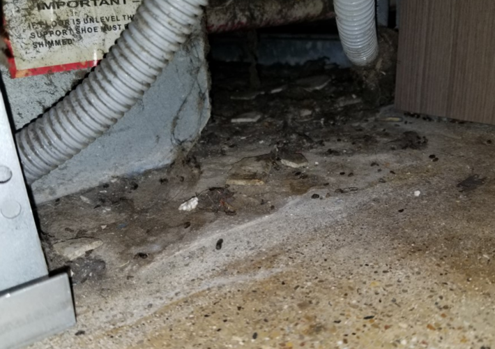 Kroger infestation 5.PNG