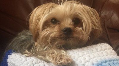 Macon County residents invited to "Ales for Tails" event