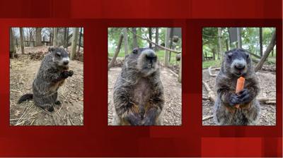 Wildlife Prairie Park’s ‘Gertie the Groundhog’ ranks 5th nationally for prediction accuracy
