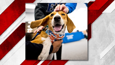 Penny, the EIU Therapy Dog - 1