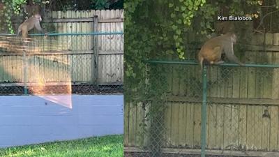 Officials: Multiple monkey sightings reported in Central Florida city