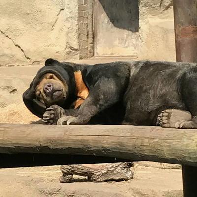 Zoo bear put down after 'grave' diagnosis