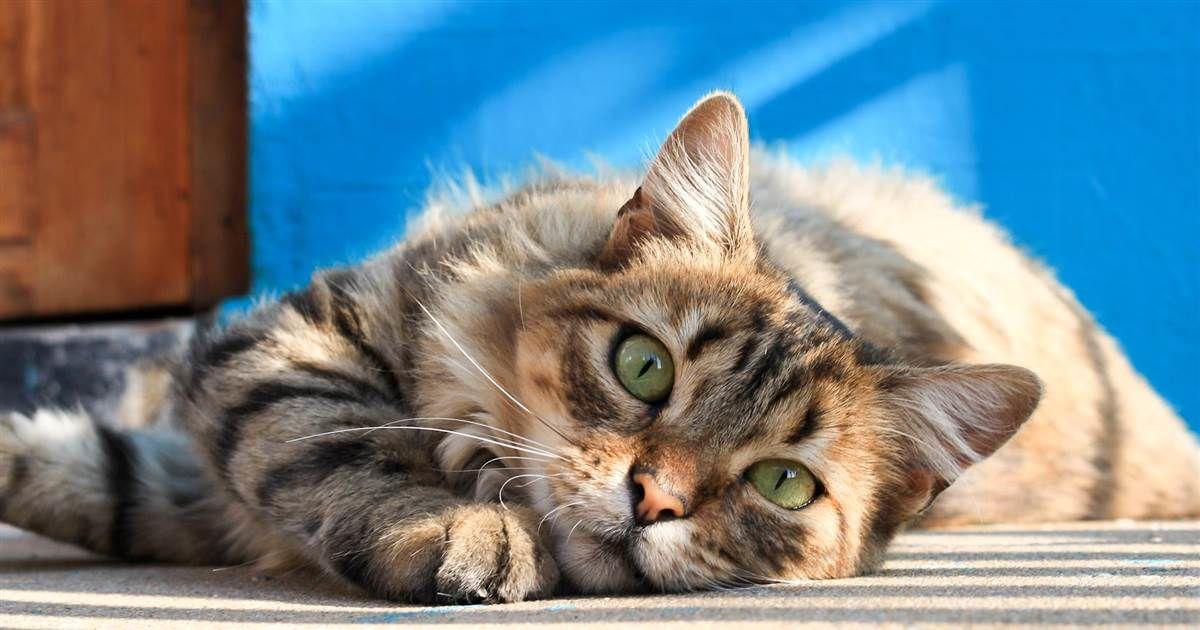 Cats Form Bonds With Humans Study Shows Top Stories Wandtv Com