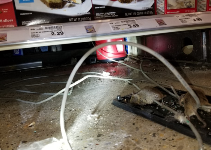 Kroger infestation 4.PNG