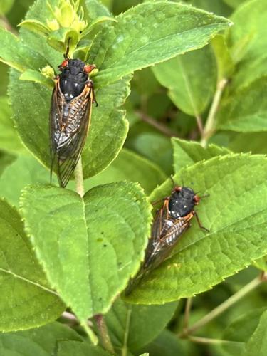Cicadas - Angee Parish Reinstorf.jpg