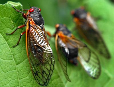 CICADA MANIA
