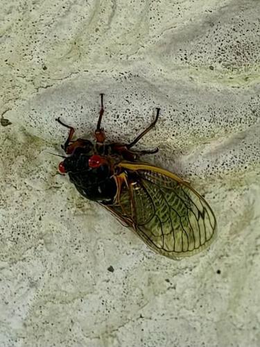 Cicadas - Angelica Leonard-Donnel.jpg