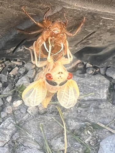 Cicadas - Brian Keach.jpg