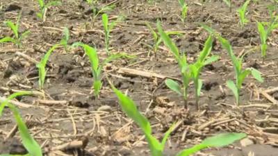 Young Corn Crop