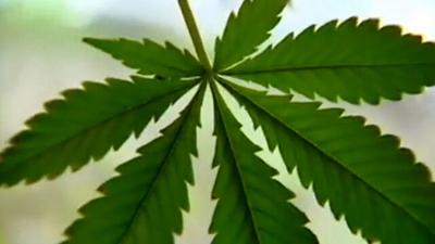 Marijuana Plant