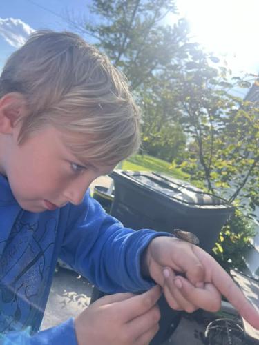 Cicadas - Dakota Carter.jpg