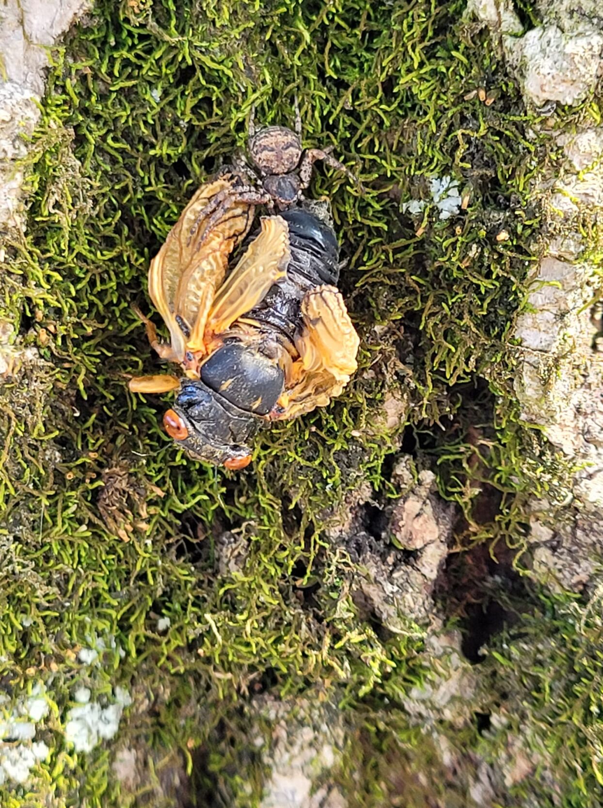 Cicadas - Mike Sharon Manning 2.jpg