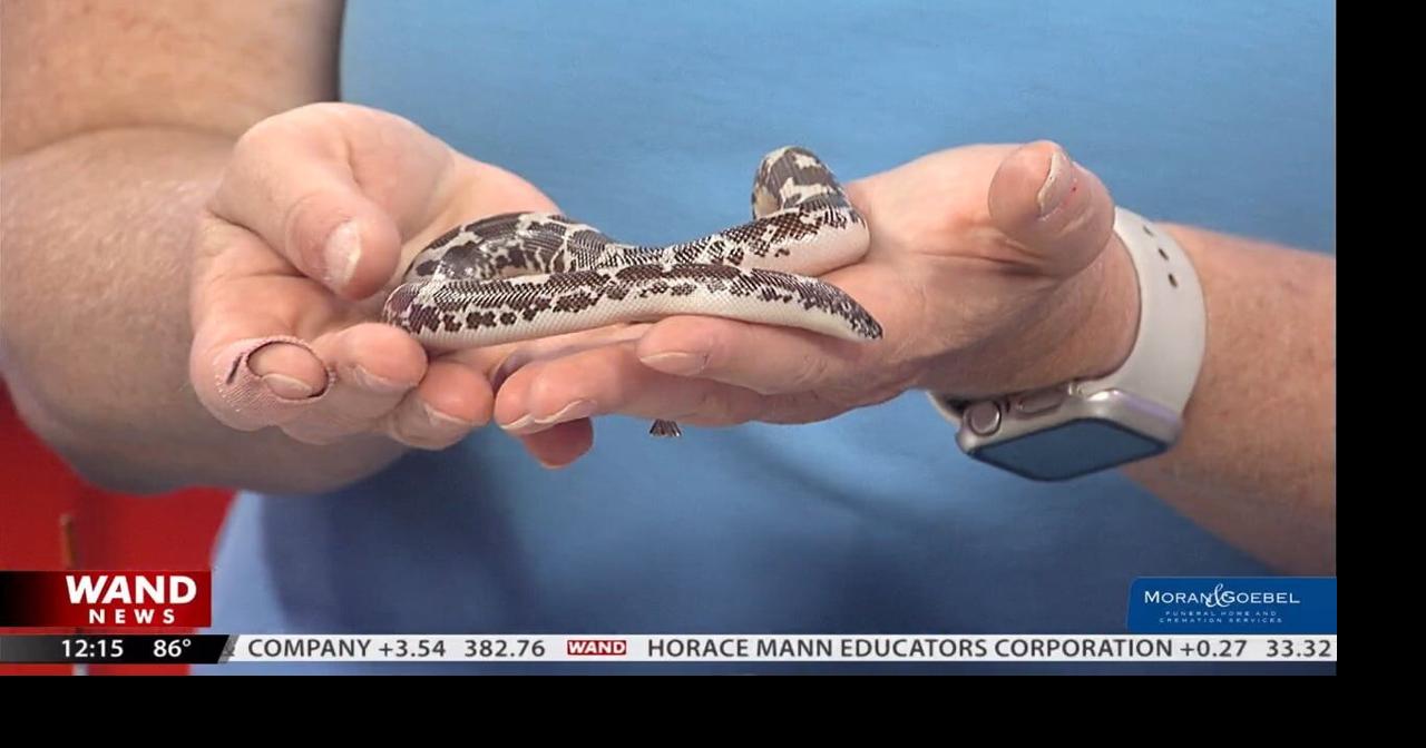 Live Interview: Sandy the sand boa slithers to the studio for a visit | Videos | wandtv.com
