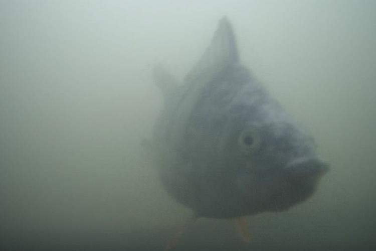 Netherlands Fish Doorbell