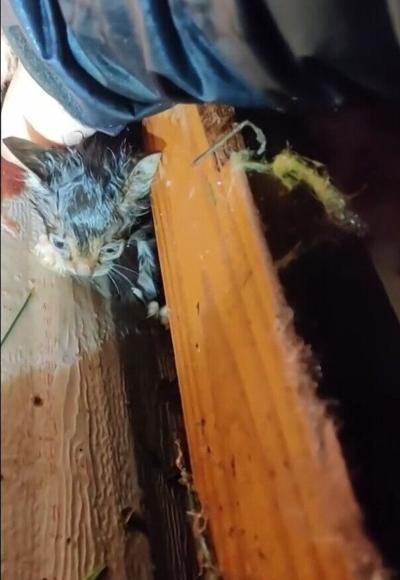 Severe Weather-Kitten Rescue