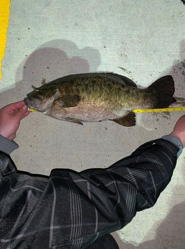 Record Bass-2.jpg