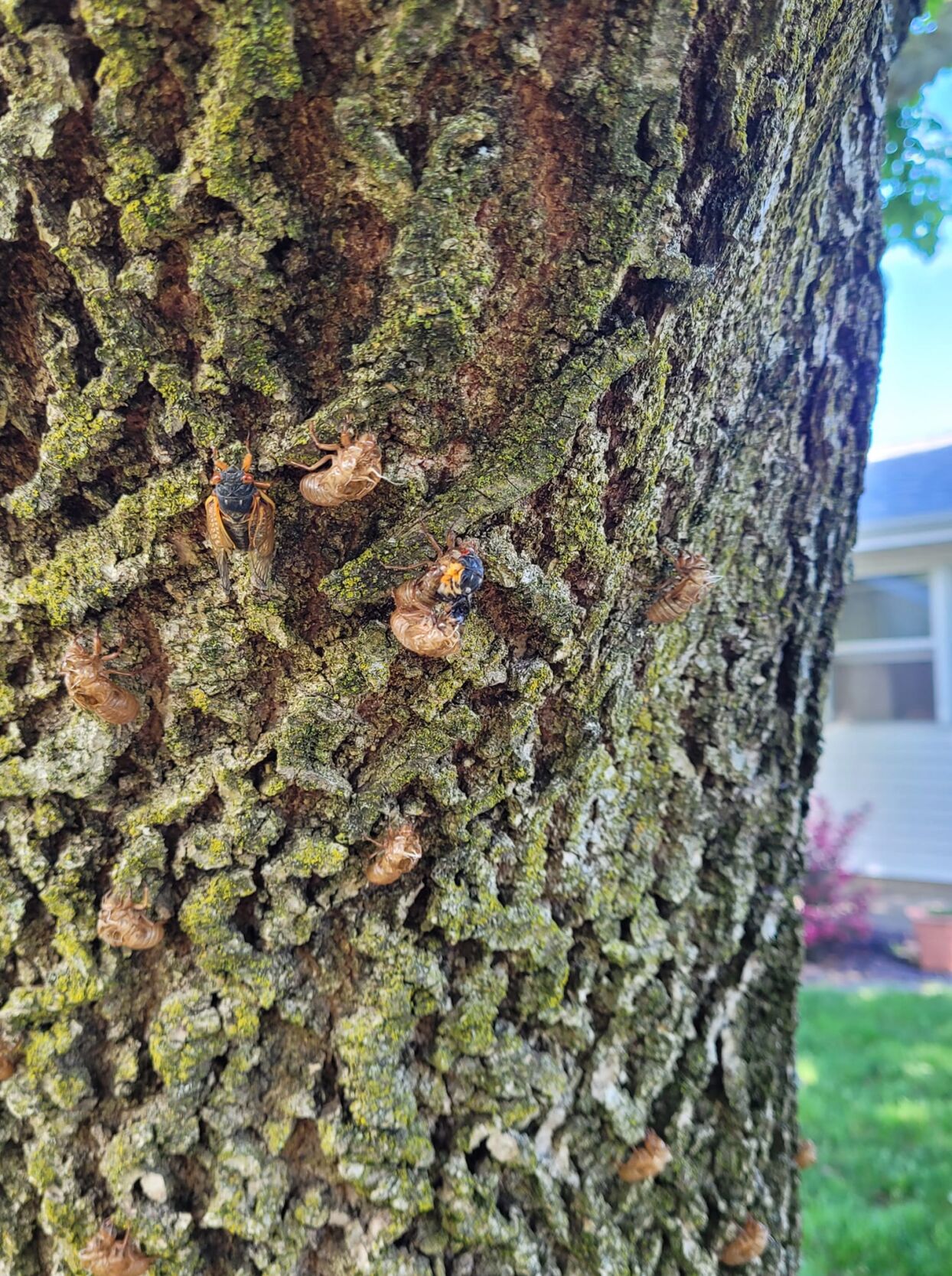 Cicadas - Mike Sharon Manning.jpg