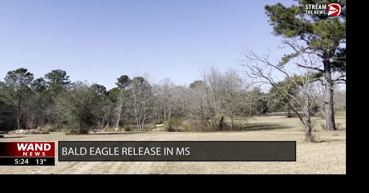 Bald Eagle released in Mississippi