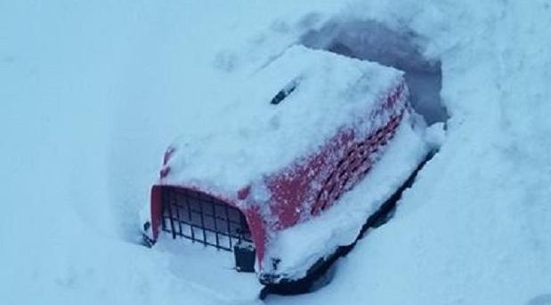 cat buried alive1.jpg