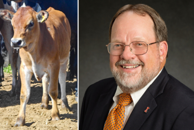 University of Illinois Researchers create an insulin producing cow