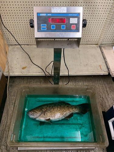 Record Bass-3.jpg