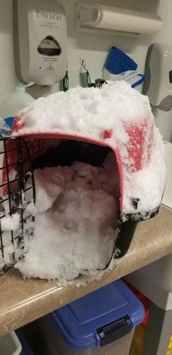 cat buried alive3.jpg