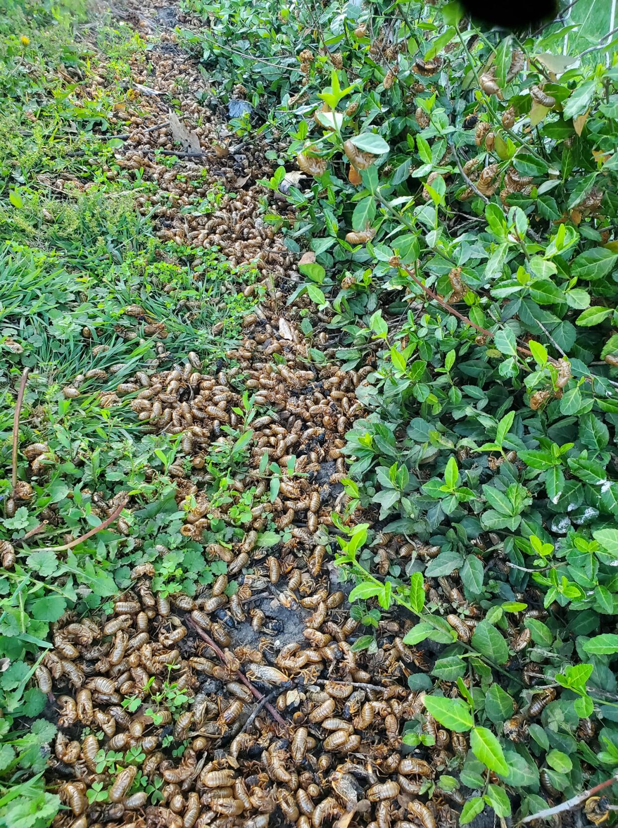 Cicadas - Sherry Hinds 2.jpg