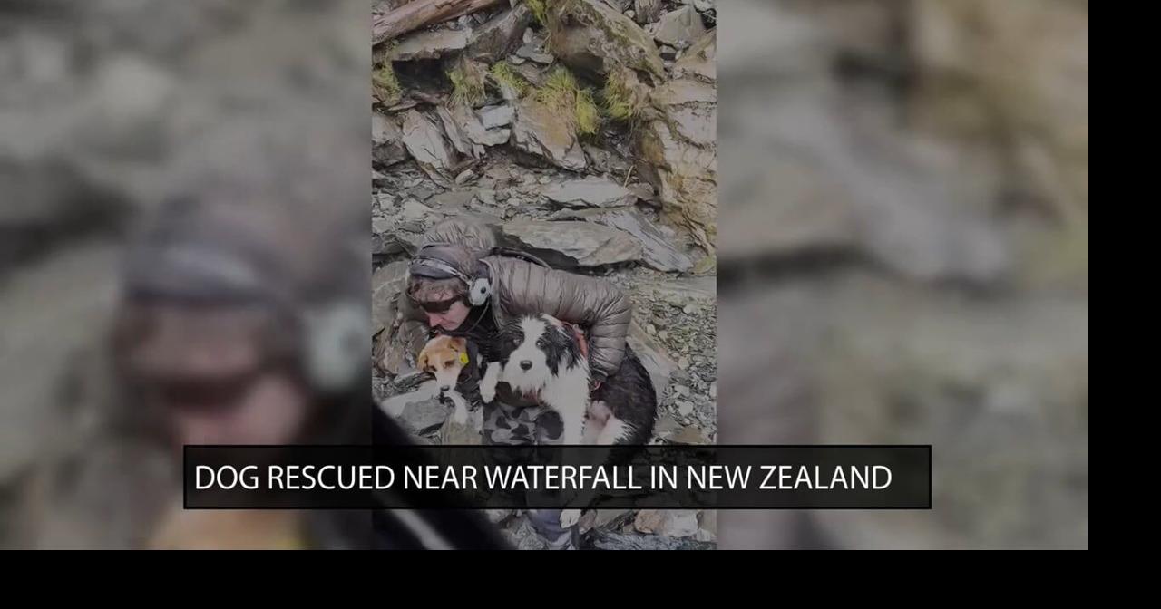 Dog rescued near waterfall in New Zealand