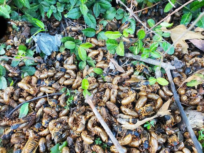 Cicadas - Sherry Hinds.jpg