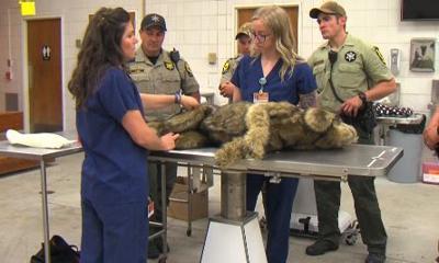 K9 officer dog training day