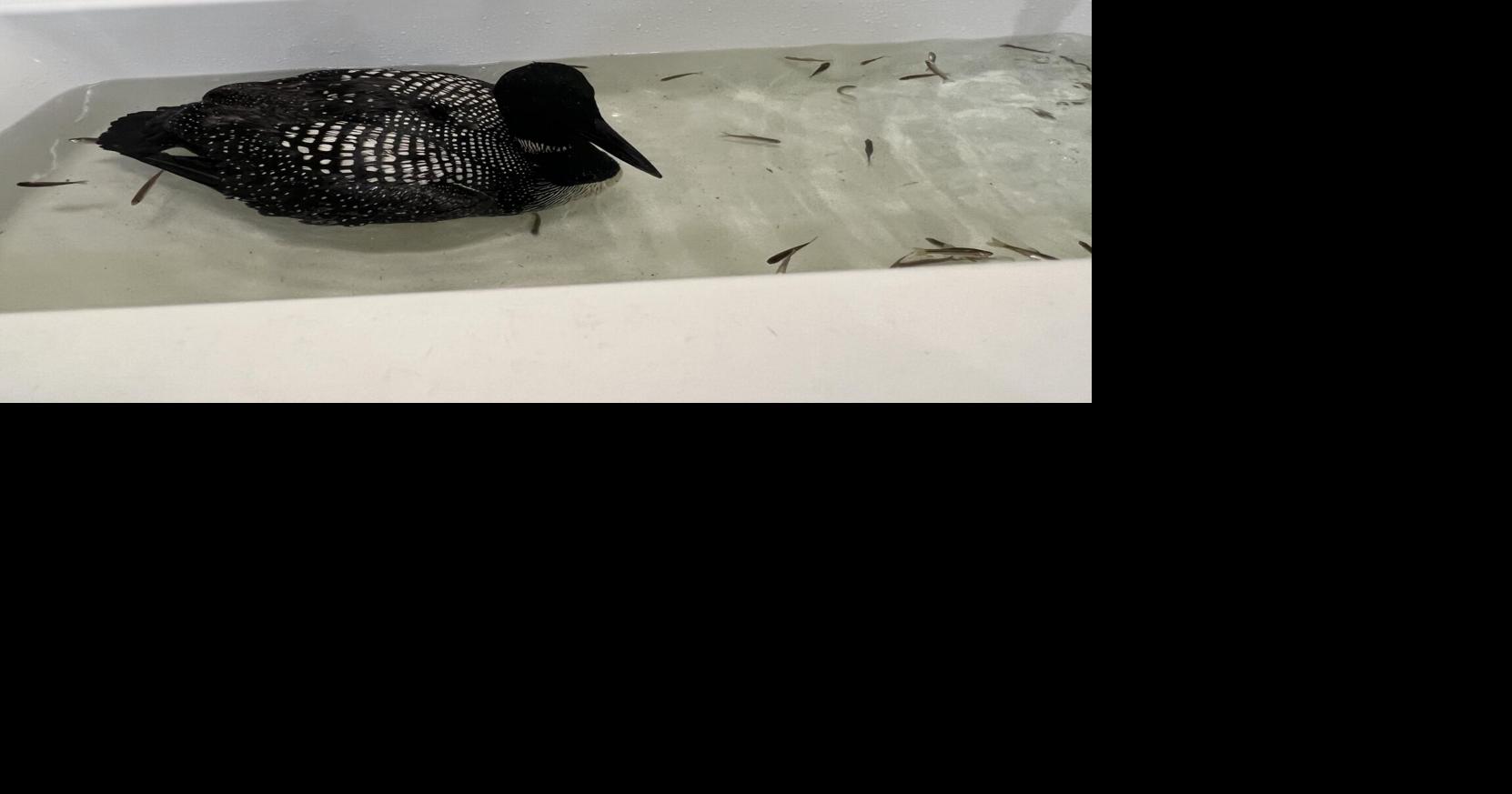 UPDATE: REGI: Awareness leading to many more loons being helped during ...
