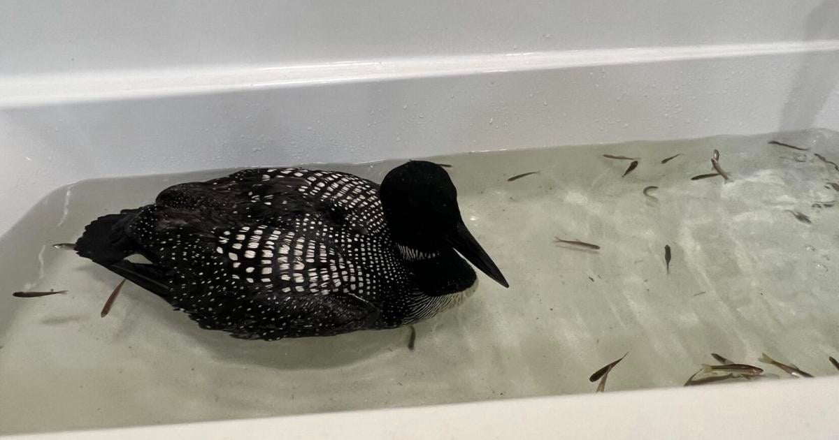 Loon Update UPDATE: REGI: Awareness leading to many more loons being helped during ...