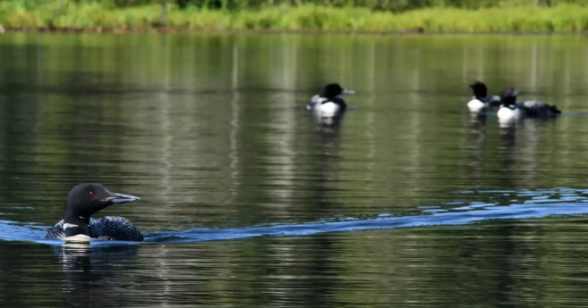 Funding decline puts 30-plus year loon research project at risk