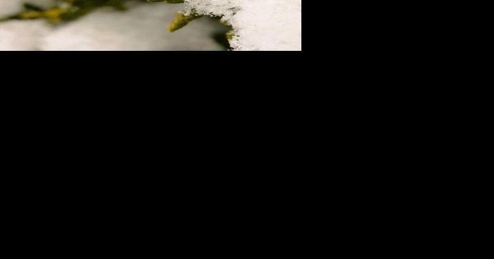 Light snow developing later today - Vimarsana News